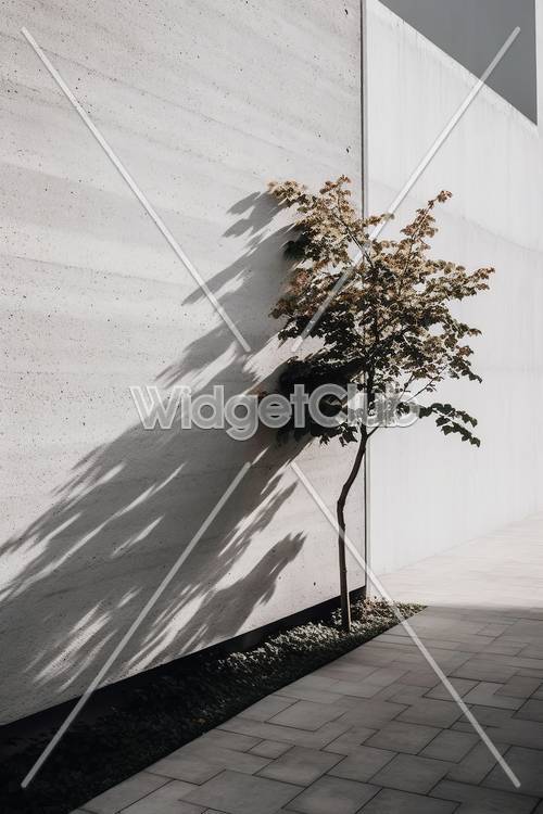 צל עץ שמש על קיר בטון