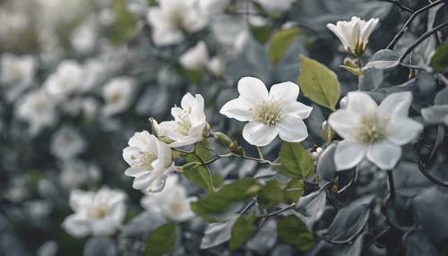 White flowers blooming amidst a tangle of gray vines and leaves.