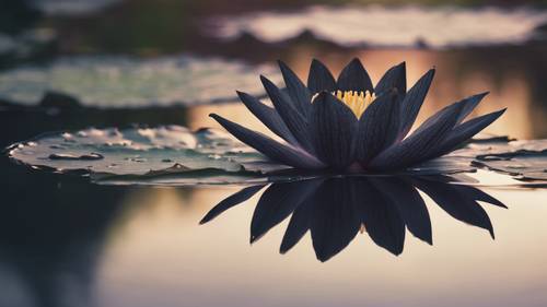 Ein ruhiges Gemälde einer schwarzen Seerose, die sich perfekt in einem spiegelglatten Teich spiegelt.