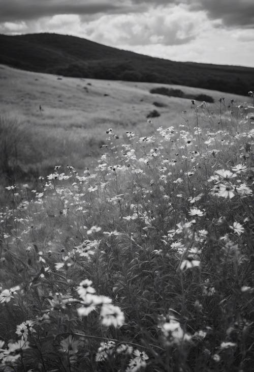 Um retrato em tons de cinza de uma paisagem montanhosa coberta de flores silvestres.