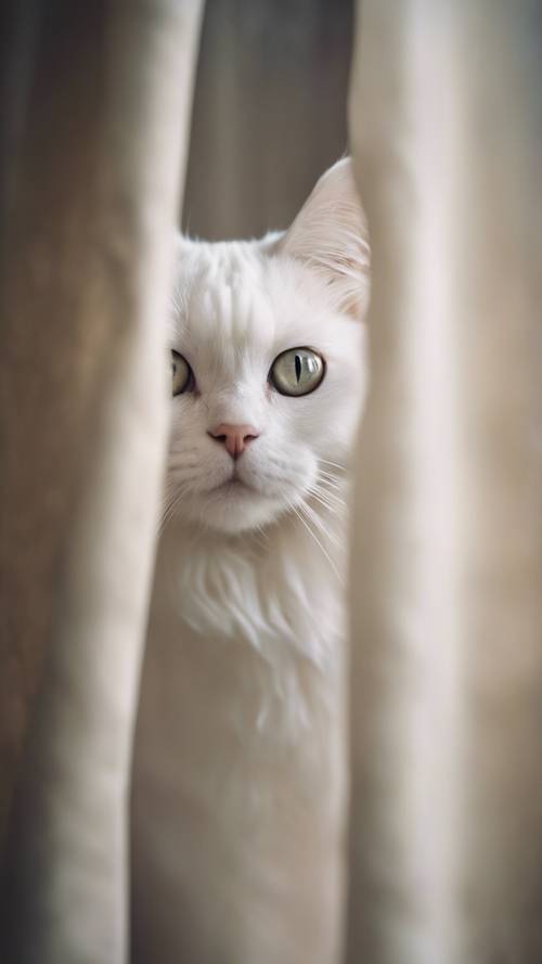 Eine weiße Katze lugt neugierig hinter einem Vorhang hervor.