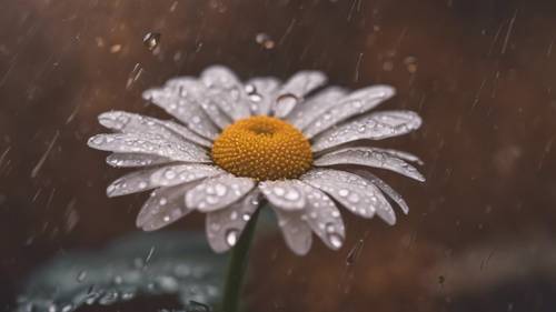 زهرة الأقحوان ذات بتلات بنية غير عادية تمسك بقطرة مطر بعد الظهر.