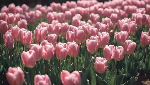 A photo of a garden with baby pink tulips