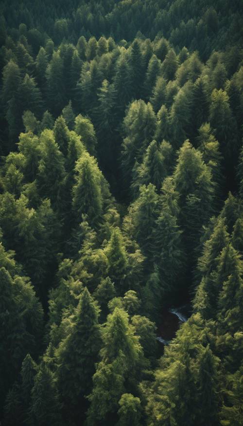 Topografi udara Hutan Hitam yang rimbun di Jerman.