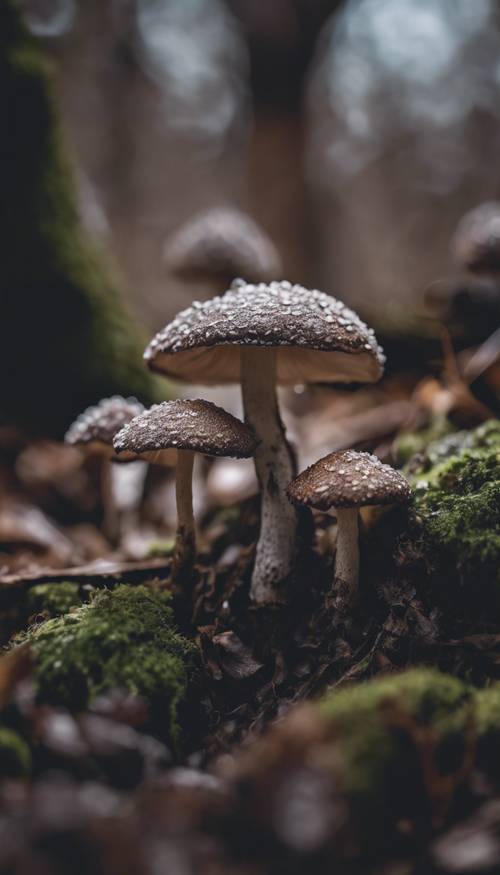 Diminutive dark mushrooms spotted with flecks of white under an old oak tree. Kertas dinding [de036ee21654419ea818]
