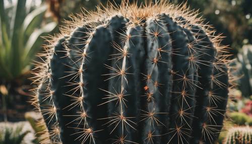 Stary, majestatyczny czarny kaktus górujący nad innymi roślinami w ogrodzie botanicznym.