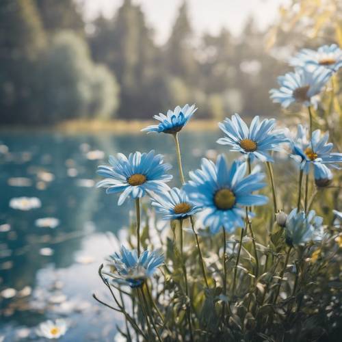 平静的湖边盛开着蓝色雏菊，倒映着晴朗的天空。