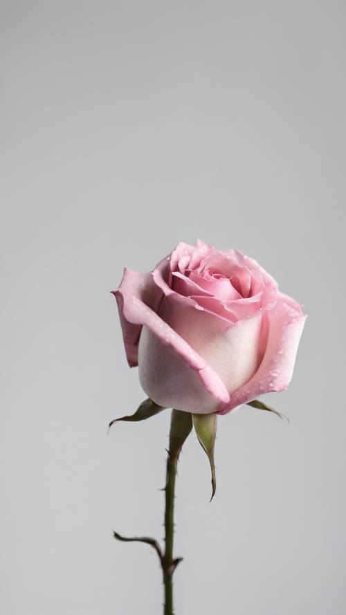 ורד ורוד מינימליסטי בודד על רקע לבן טהור