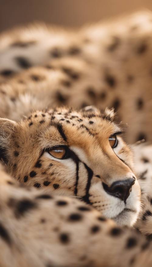 Close view of cheetah fur with soft tan background and dark spots. Tapeta [62409b6726d546b4a0a5]