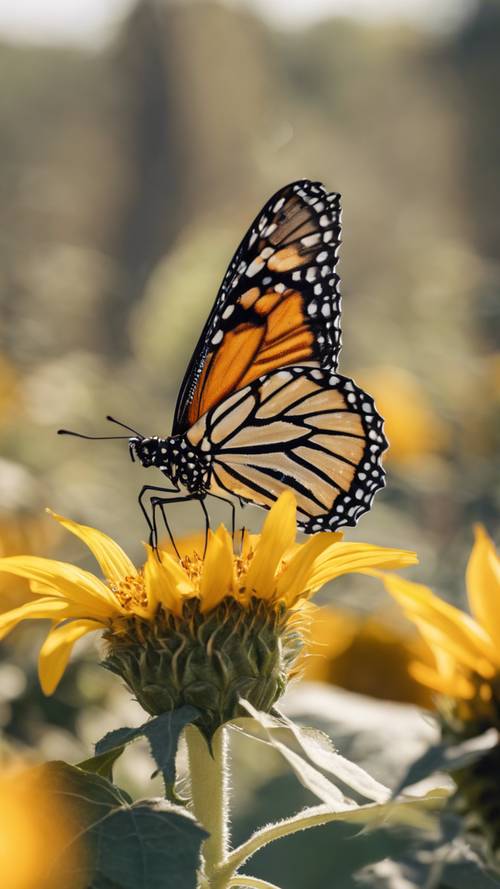 Яркая бабочка-монарх с полностью раскрытыми крыльями отдыхает на подсолнухе в яркий летний день. Обои [c92786f978374755942a]