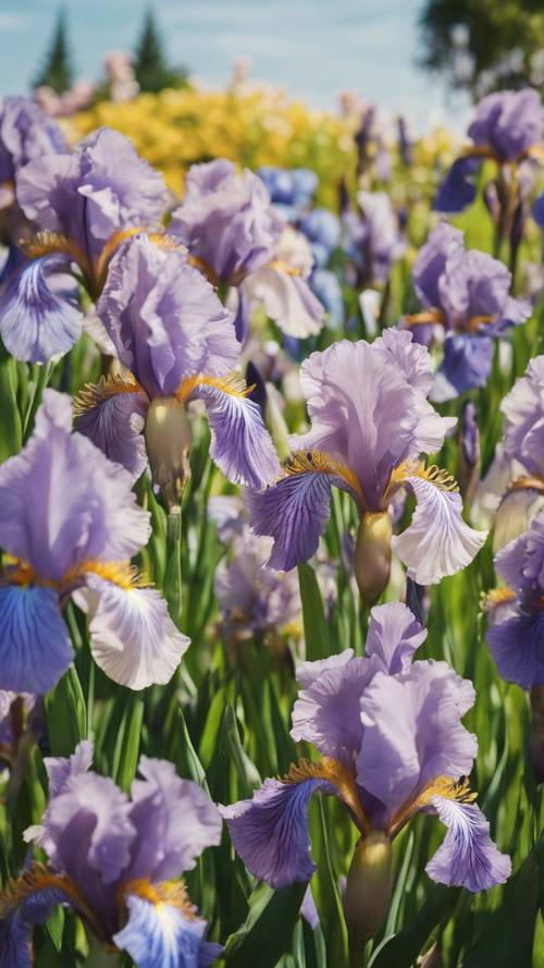 A rainbow of irises in a well-maintained garden under the midday sun.