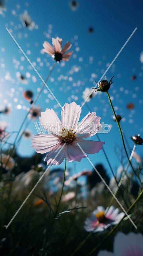 Parlak Mavi Gökyüzü ve Güzel Pembe Çiçek