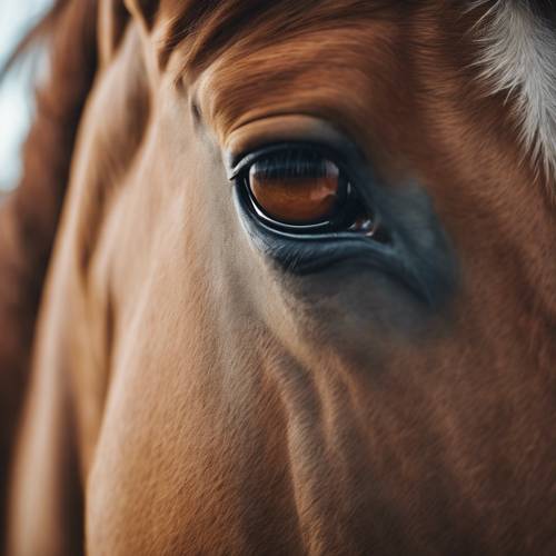 Close de um olho de cavalo marrom mostrando uma aparência expressiva e gentil