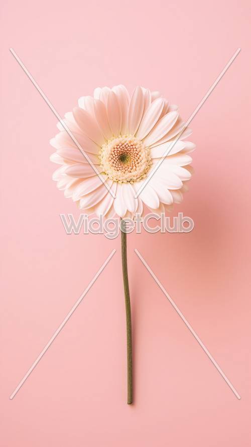 かわいいピンクのデイジーの花無料壁紙