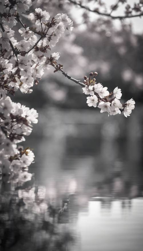잔잔한 연못 표면에 비친 벚꽃의 흑백 이미지