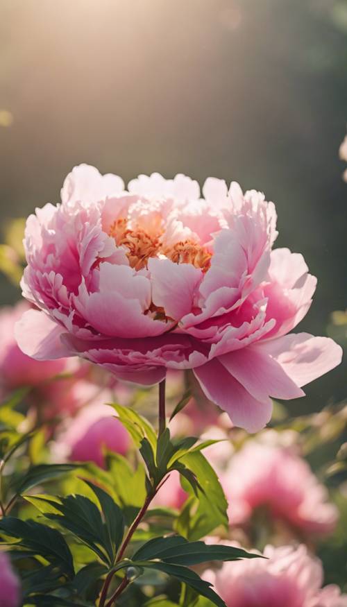 A vibrant peony flower blooming under the morning sunlight.