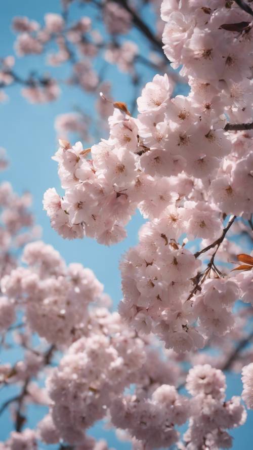A Sakura tree in full bloom during springtime with a clear blue sky in the background.