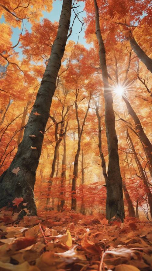 Hutan maple yang rimbun di puncak musim gugur, dedaunan berubah menjadi jingga cemerlang, merah, dan kuning.