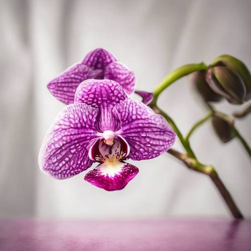 Pojedyncza ciemnoróżowa orchidea wyśrodkowana na jasnym, białym płótnie.