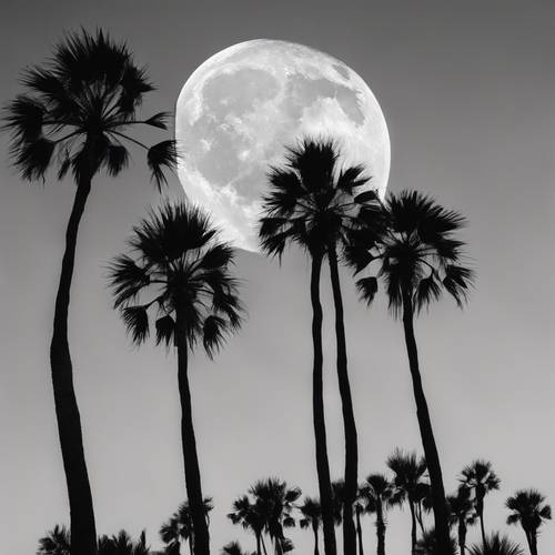 Eine Gruppe elfenbeinfarbener Palmen, die sich als Silhouette vor einem silbernen Mond abzeichnen, eingefroren in Schwarz und Weiß.