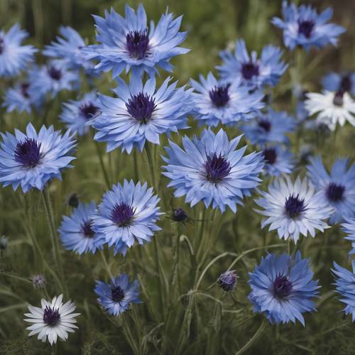 رذاذ من زهور الذرة الزرقاء مع إزهار أبيض واحد في المنتصف