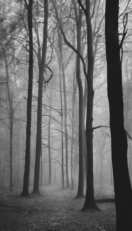 Fotografia in bianco e nero di una foresta nebbiosa dei primi del &#39;900.