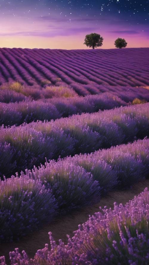 A lavender field under twilight, with stars beginning to light up in the sky.