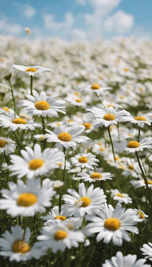 A field of white daisies waving gently under a clear blue sky.