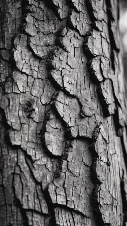 Monochromatic artwork of an aged oak tree’s bark, showing a rough gray texture. Tapet [13d88ecdada644a8809f]