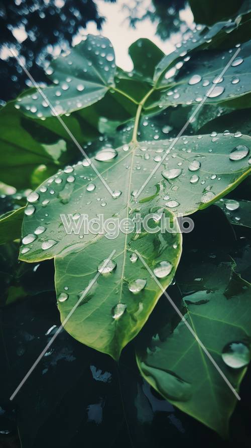 화면에 딱 맞는 녹색 잎의 빗방울