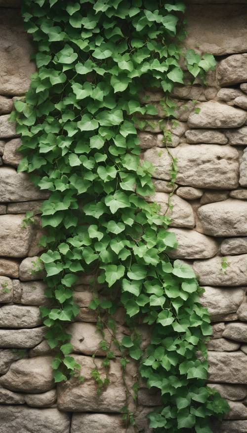 Eski bir taş duvara tırmanan canlı yeşil bir asma.