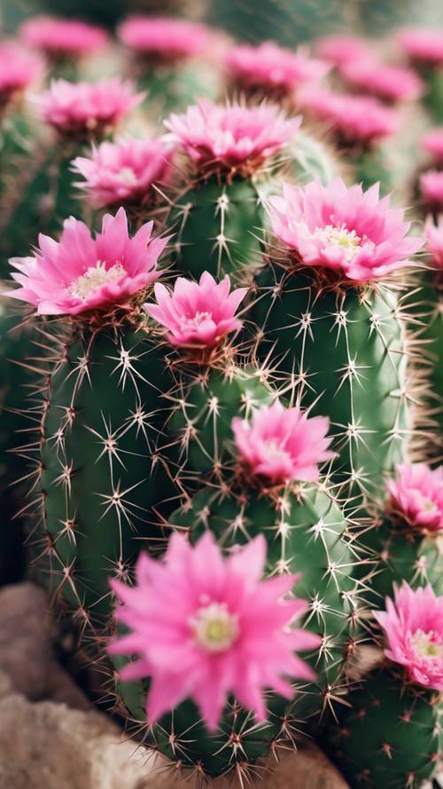 Un adorable cactus redondo con pequeñas flores rosadas en la parte superior.