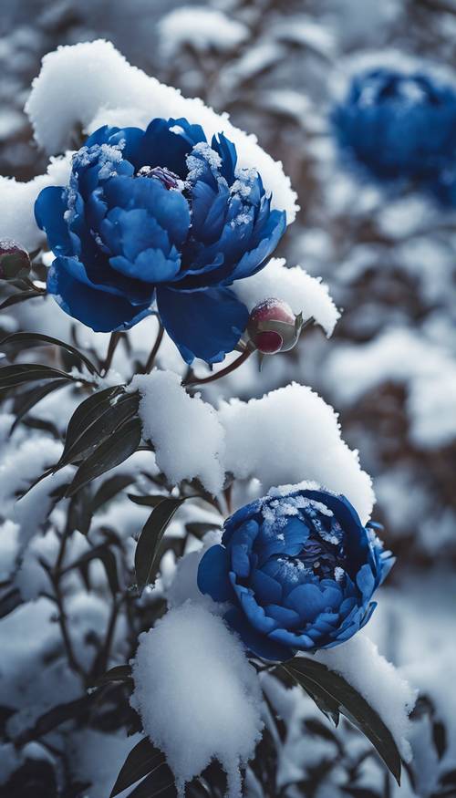 Eine Gruppe dunkelblauer Pfingstrosenblüten ragt durch eine schneebedeckte Hecke.