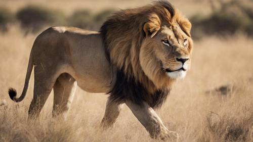 Ein mächtiger, brüllender Löwe in der Serengeti, in dessen Mähne die Aufschrift „Ich bin stark“ zu sehen ist.