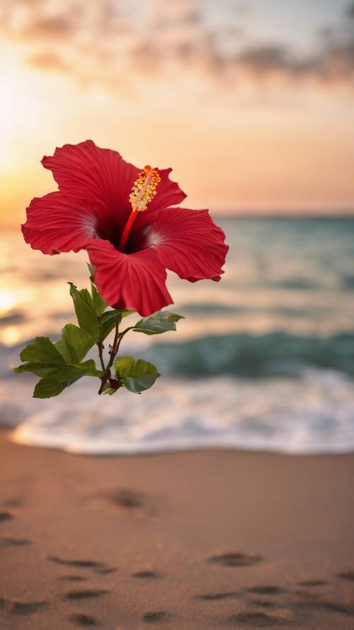 A beautiful red hibiscus, tropical flower blooming in the foreground of a tranquil beach at sunset.