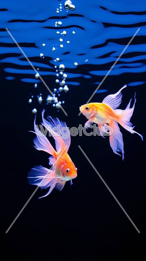 金魚が青い水の中で踊る壁紙