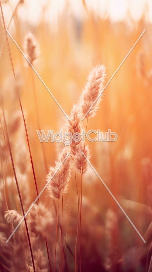 Campo de trigo dourado ao pôr do sol