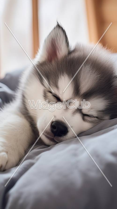 眠る子犬の夢の世界