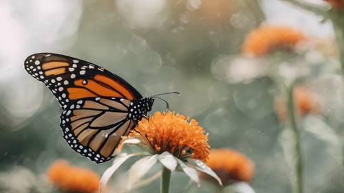 Tampilan jarak dekat makro dari kupu-kupu raja hitam-oranye yang bertengger di atas bunga.