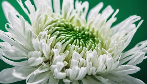 Gambar close-up bunga krisan putih dengan aksen garis-garis hijau zamrud.