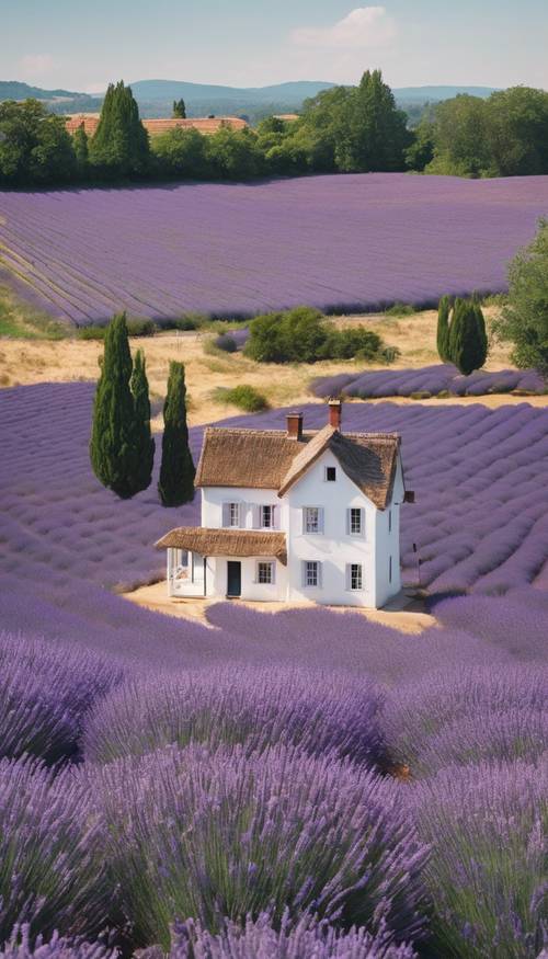 Ein malerisches weißes Haus inmitten eines riesigen Lavendelfeldes.