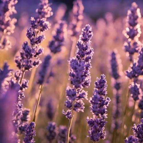 Deretan tanaman lavender cat air, dicat cerah dalam warna ungu, bergoyang lembut tertiup angin melawan matahari terbenam.