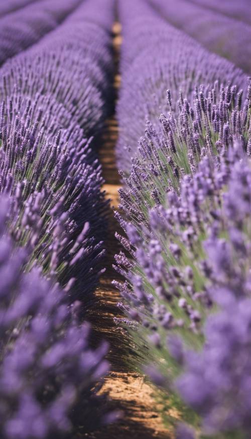 Ekspresi abstrak ladang lavender di bawah langit musim dingin yang putih.