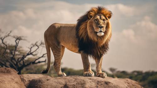 A fiercely majestic lion proudly standing on a rocky outcrop amid Africa's savannah.