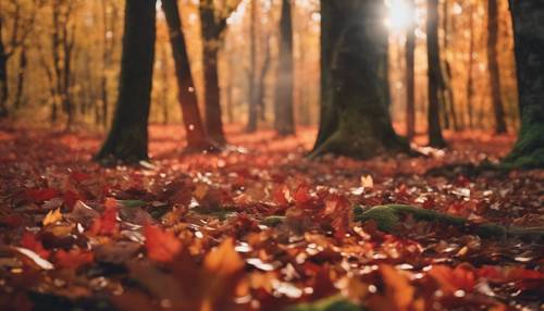 Jesień w chłodnym lesie, z liśćmi przechodzącymi z zielonego w ognistą czerwień i pomarańczę.