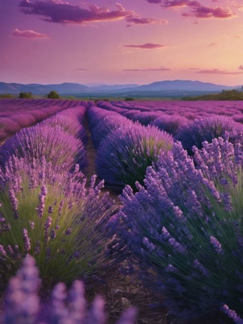 A vibrant lavender field stretching to the horizon under a twilight sky.
