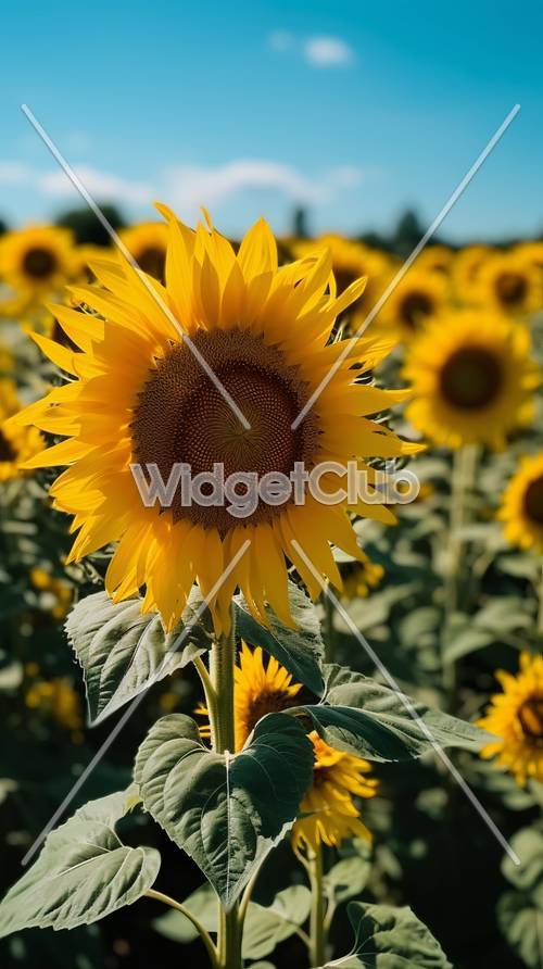 Bright Sunflower Field for Your Screen
