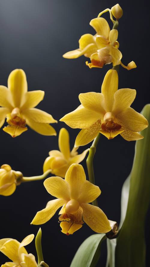Une orchidée jaune complexe et exotique isolée sur un fond noir.