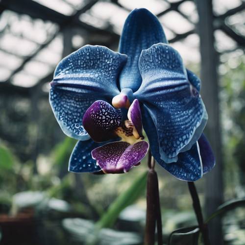 Orquídea exótica de color azul oscuro en flor en un invernadero tropical