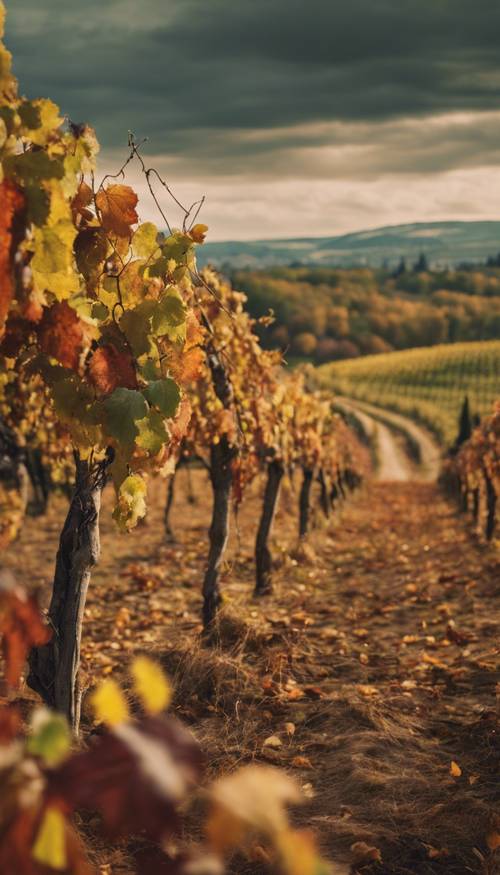 A picturesque landscape of a vineyard in autumn with green and brown hues.